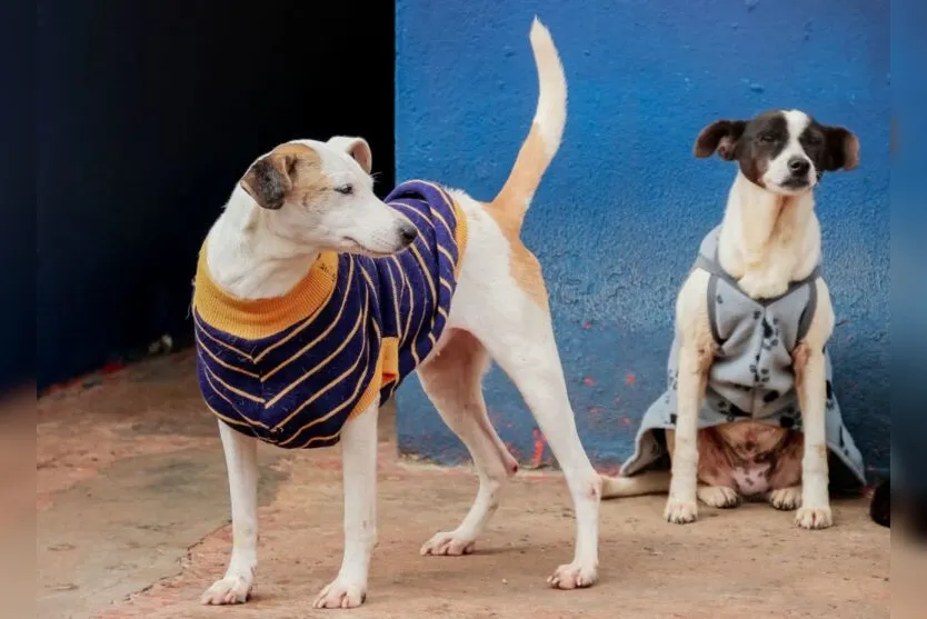 Frio: animais do canil e do bosque têm proteção extra