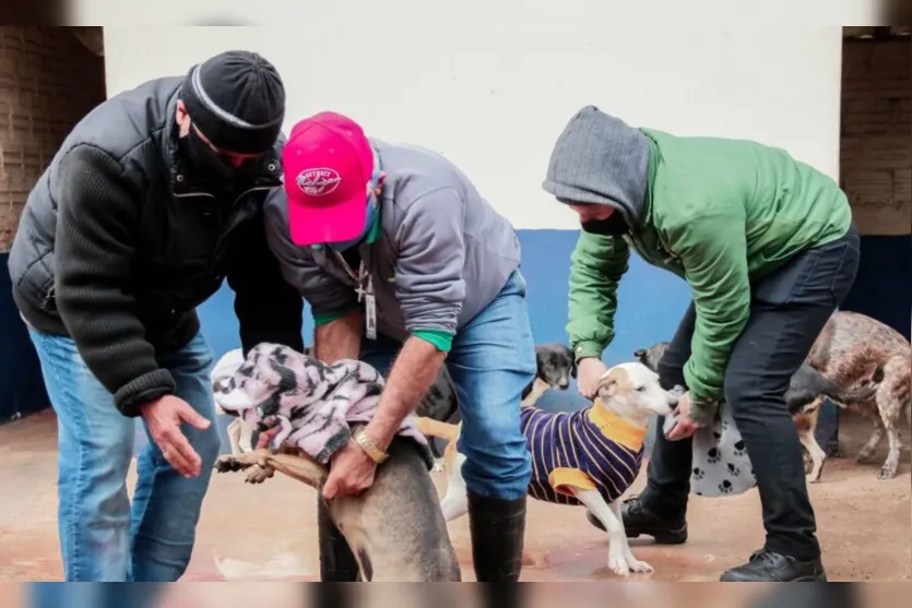 Frio: animais do canil e do bosque têm proteção extra