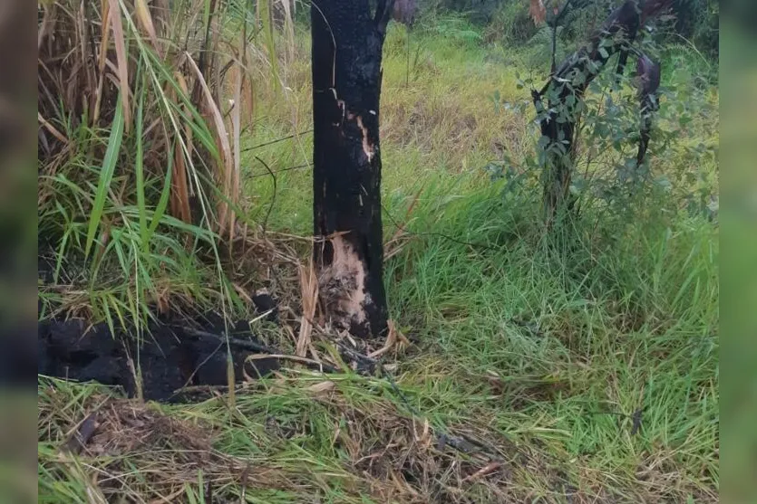 Prefeito Gallo de Faxinal sofre acidente na PR-445