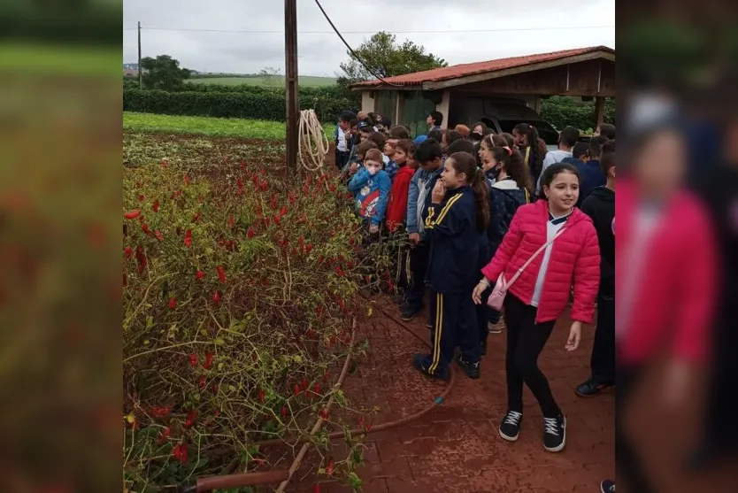 Projeto: Escolas Municipais visitam horta em Arapongas