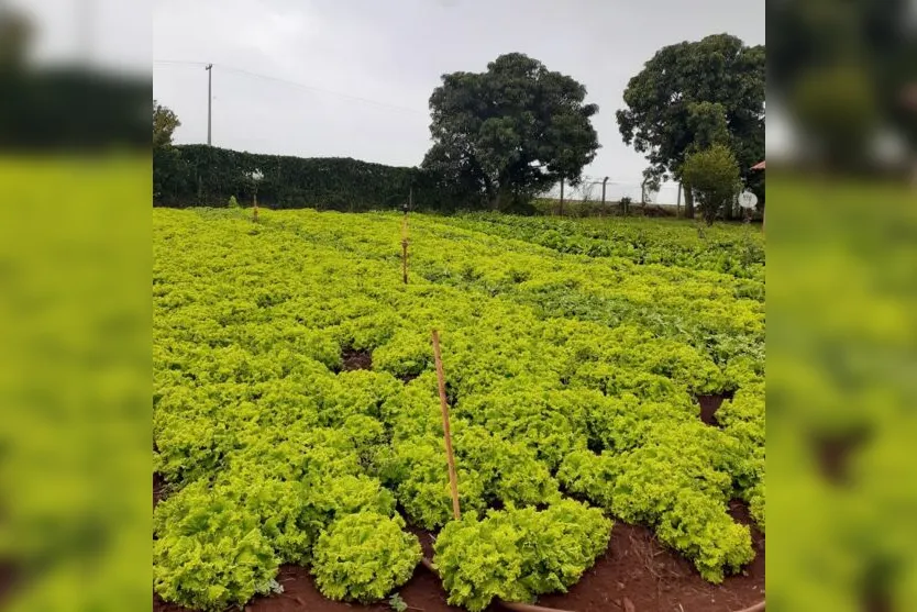 Projeto: Escolas Municipais visitam horta em Arapongas