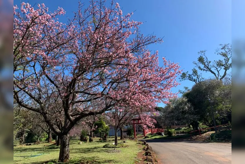  A árvore, símbolo da terra do sol nascente, encontrou na cidade alta do Norte do Paraná (960 metros de altitude) um clima muito favorável 