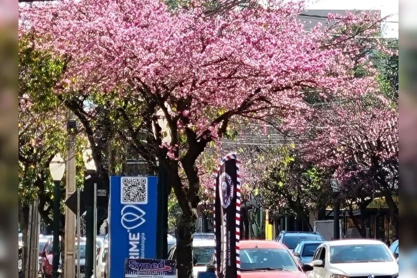  A flor de cerejeira significa a beleza feminina e simboliza o amor, a felicidade, a renovação e a esperança 