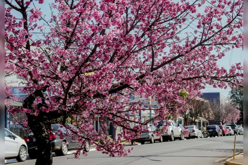  A flor de cerejeira significa a beleza feminina e simboliza o amor, a felicidade, a renovação e a esperança 