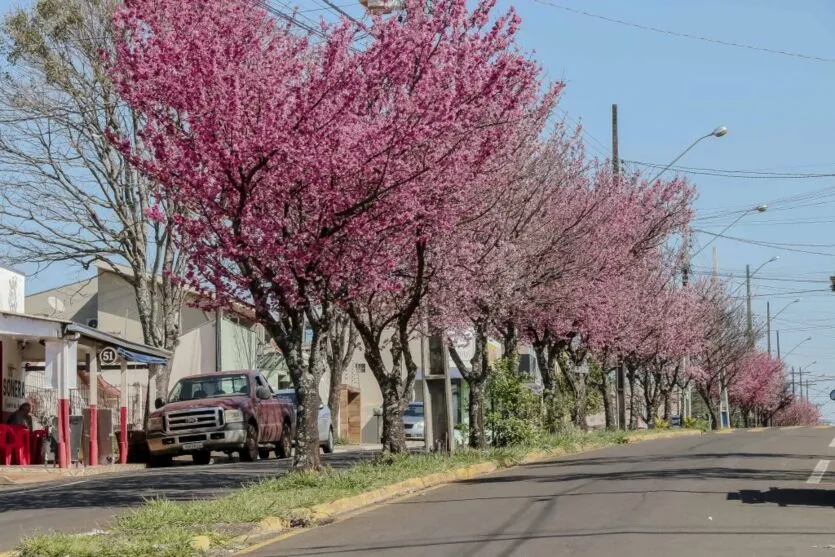  As cerejeiras-ornamentais (sakura) chegaram no município de Apucarana pelas mãos dos primeiros imigrantes japoneses 