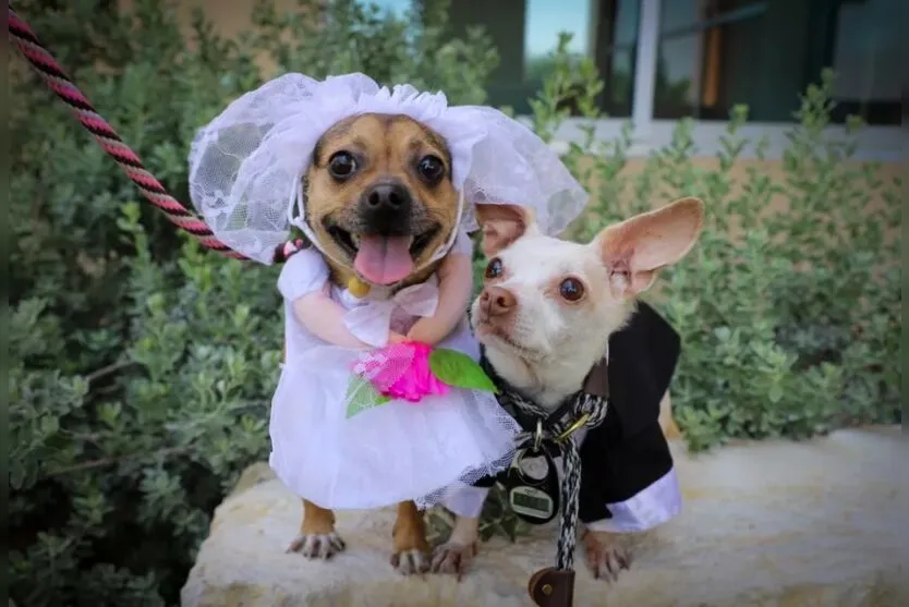 Chihuahuas abandonados pelas famílias se 'casam' nos EUA