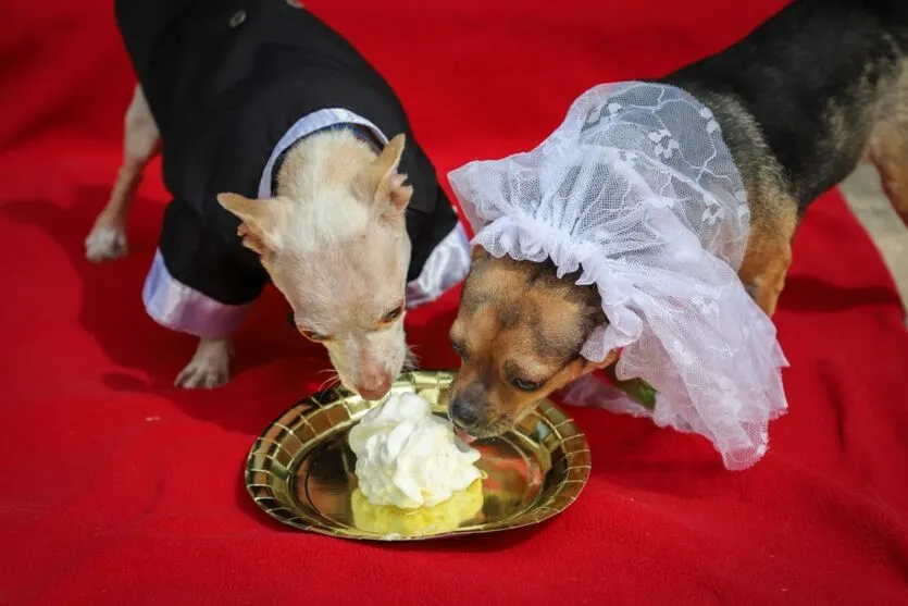 Chihuahuas abandonados pelas famílias se 'casam' nos EUA