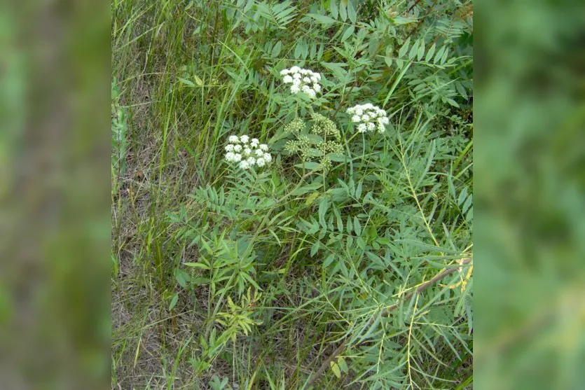  Cicuta venenosa - uma planta parecida com uma erva daninha 