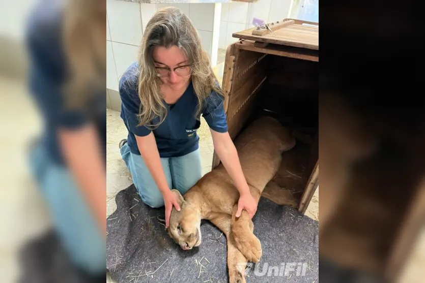  Coordenadora do Hospital Veterinário da Unifil, Mariana Cosenza com a onça 