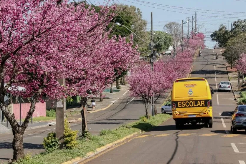 Florada da cerejeira embeleza Apucarana; confira as fotos