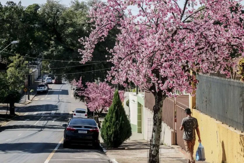 Florada da cerejeira embeleza Apucarana; confira as fotos