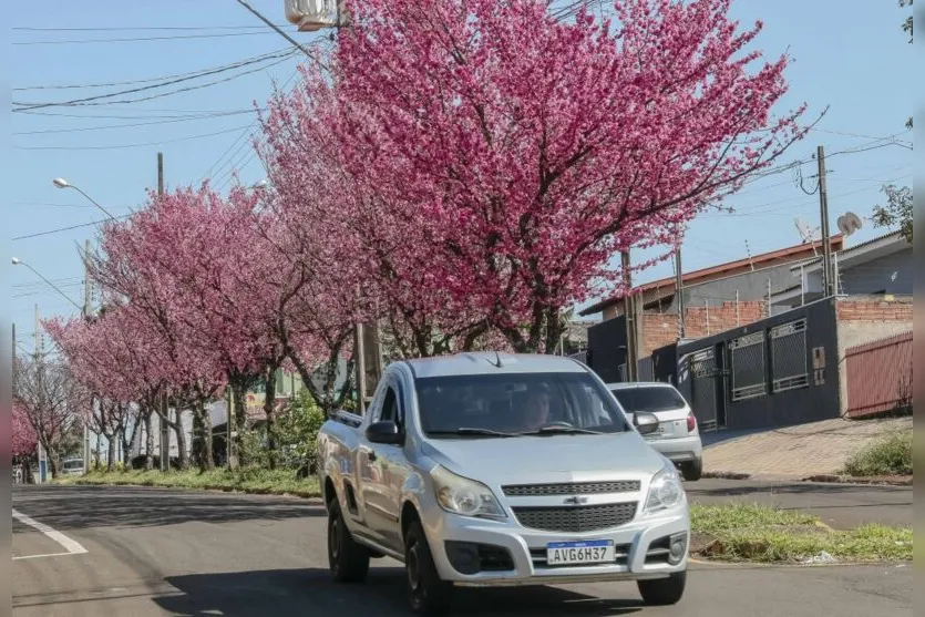 Florada da cerejeira embeleza Apucarana; confira as fotos