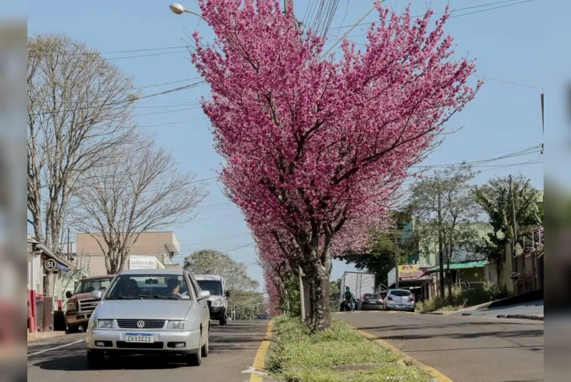 Florada da cerejeira embeleza Apucarana; confira as fotos