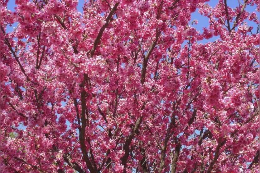 Florada da cerejeira embeleza Apucarana; confira as fotos