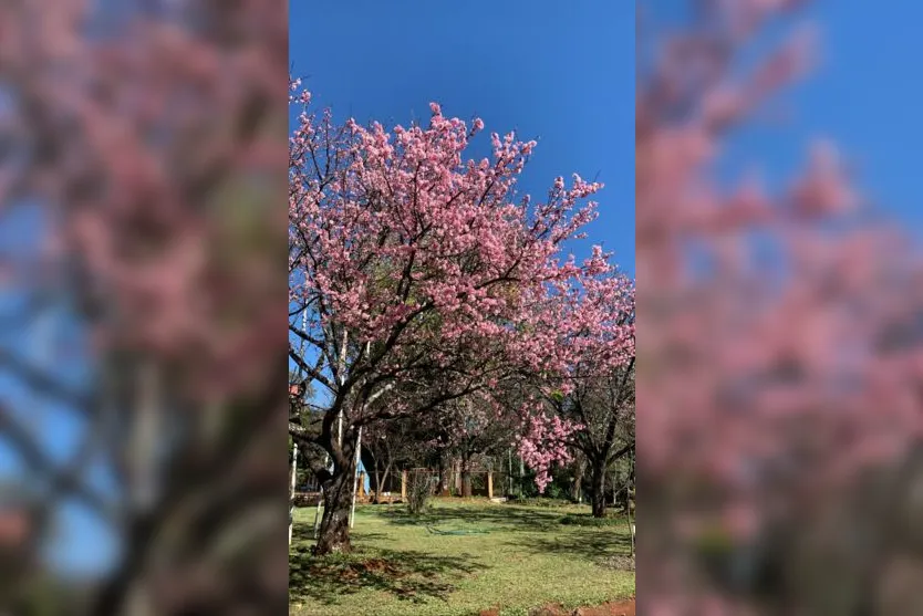 Florada das cerejeiras embeleza Acea de Apucarana; Veja