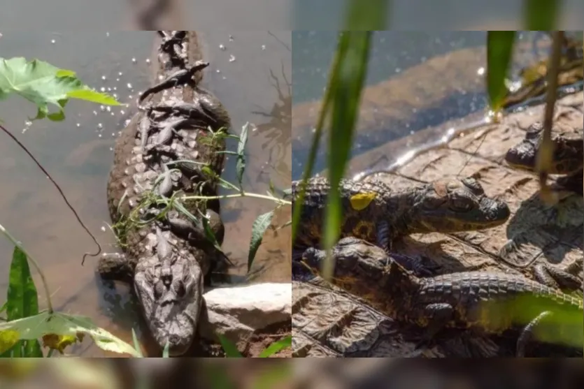  Foram fotografados na Lagoa da Pampulha, em Belo Horizonte, enquanto tomavam um banho de sol 
