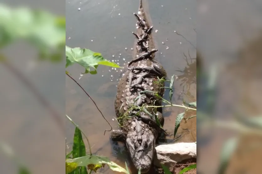  Havia jacarezinhos na sua cabeça, no dorso e até mesmo na cauda 