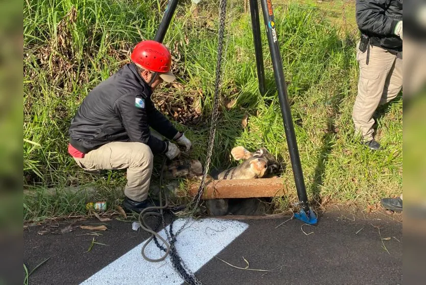  Os Bombeiros de Apucarana foram chamados na manhã desta segunda-feira (6) 