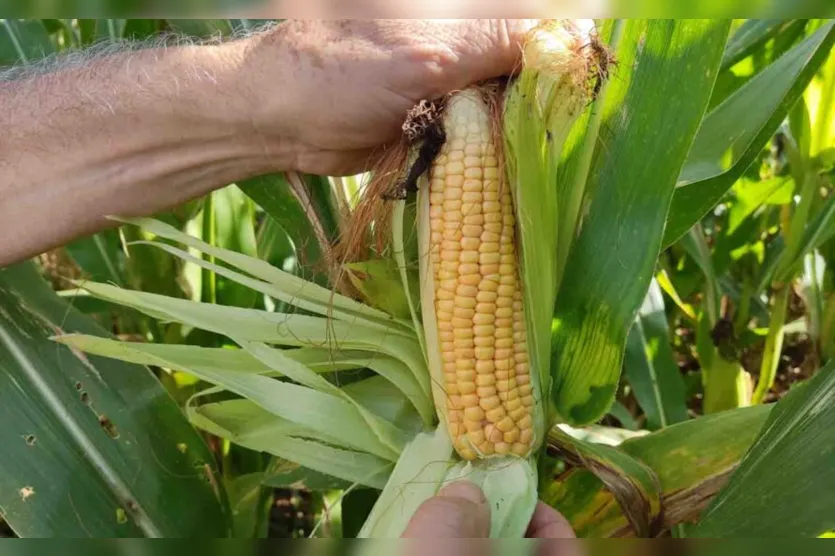  Pela época de plantio os grãos serão um pouco menores, mas as espigas estão cheias e os grãos estão sadios 