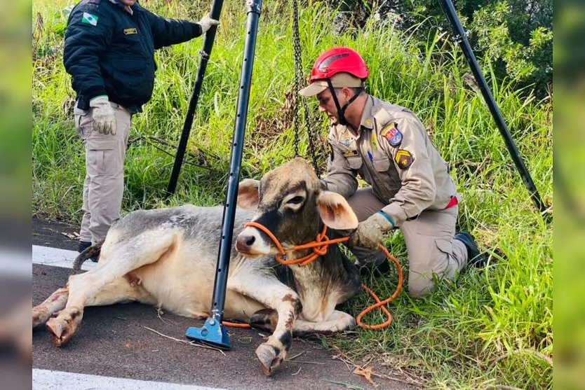  Por volta das 10h, após quase 40m de resgate, o animal foi removido. 