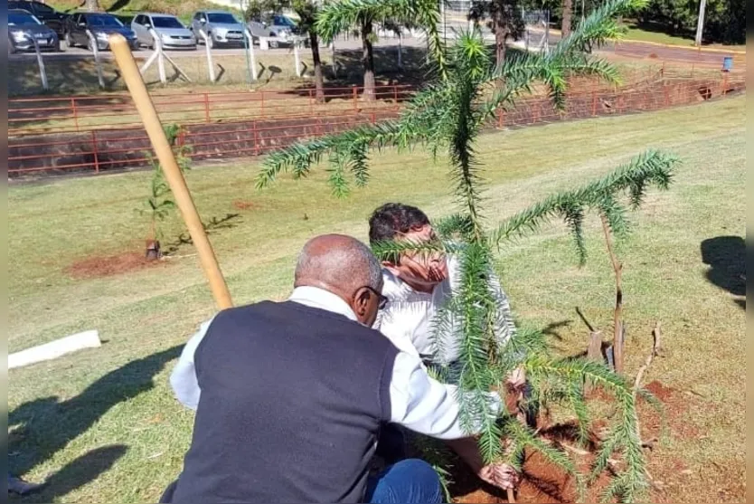 Projeto garante o plantio de 70 mil araucárias