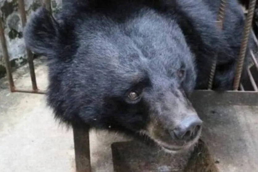  Su Yun acreditava que o bicho era um cão da raça mastim tibetano 