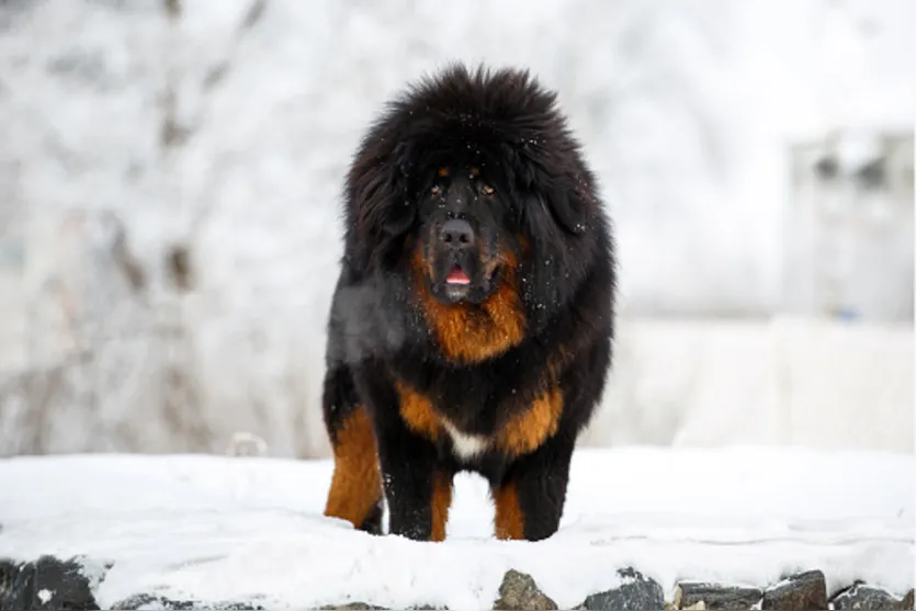  Su Yun acreditava que o bicho era um cão da raça mastim tibetano 