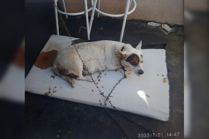  A cadela estava há dois em trabalho de parto 