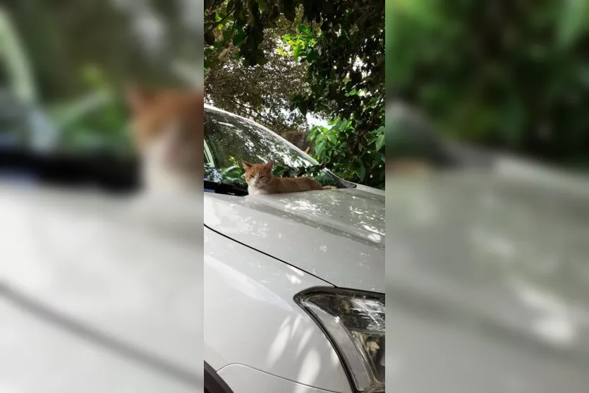  A cuidadora dos animais ressalta que ficou revoltada após o ocorrido 