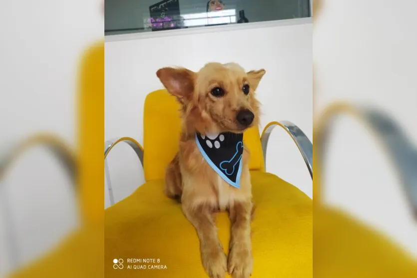  Cachorro faleceu no dia 21 de julho após envenenamento 