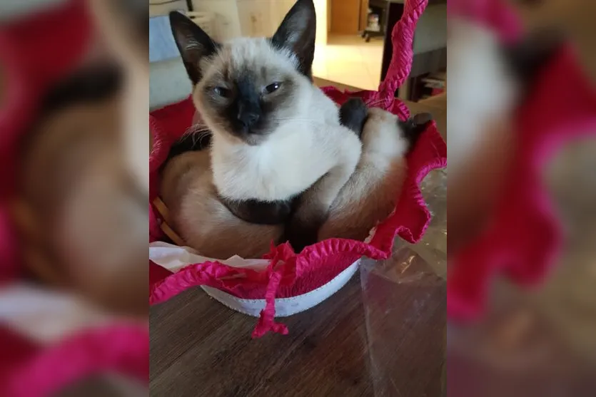  Cinco gatos foram encontrados mortos pela moradora 