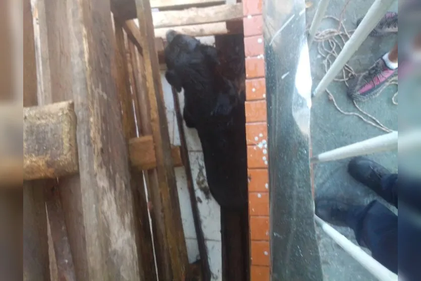  Conforme informações da equipe de resgate, o cachorro de grande porte ficou com a parte de trás enroscada no vão 