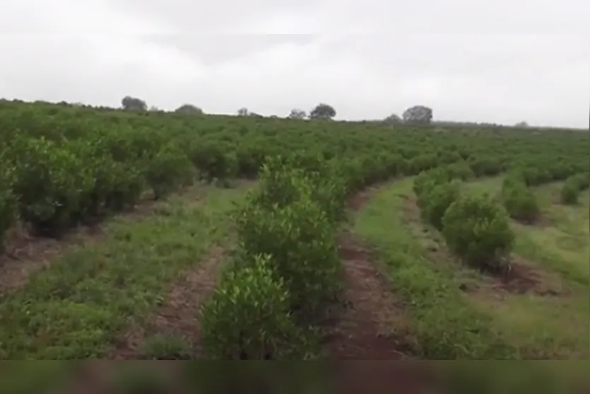  Duboisia é produzida em área de 400 hectares em Arapongas 