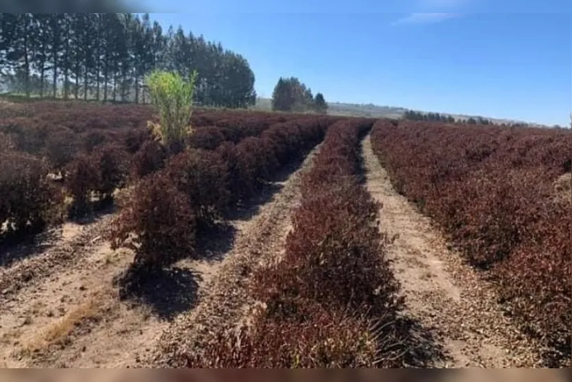  Imagem de cafezal destruído pela geada de 1975, em foto publicada pelo ex-prefeito de Sabáudia, Almir Batista 