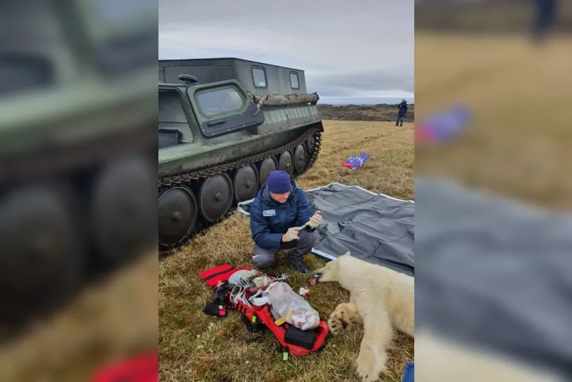  O grupo viajou cerca de 3.400 km para chegar ao local, remover a lata da boca do animal e salvá-lo da morte 