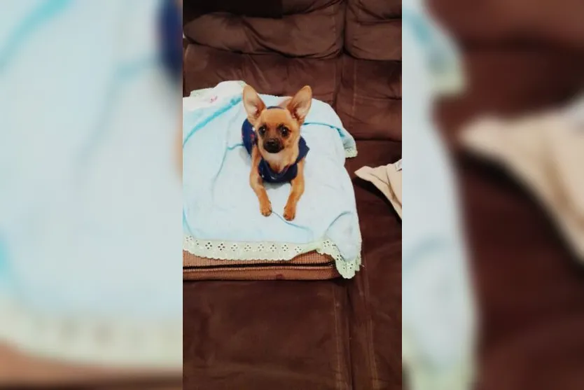  Pincher de 2 kg que sobreviveu após envenenamento 