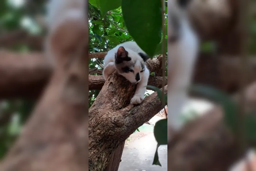  Segundo a moradora, os animais foram envenenados nos últimos 10 dias 