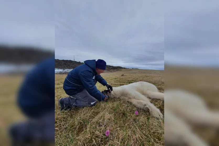  Um vídeo gravado na região de Dikson mostra o animal com o item preso 