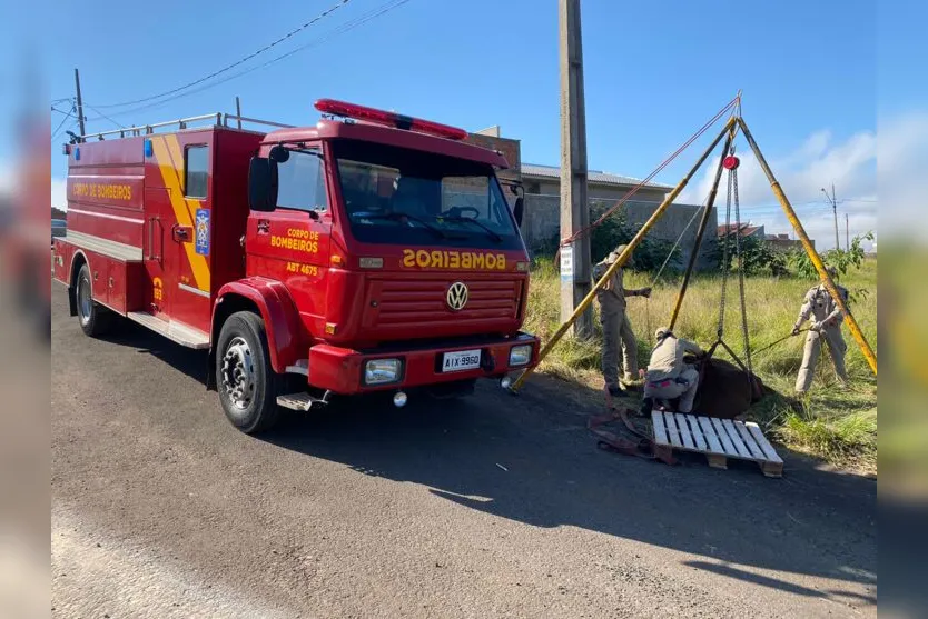  Animal caiu no buraco que estava sem a tampa de proteção 