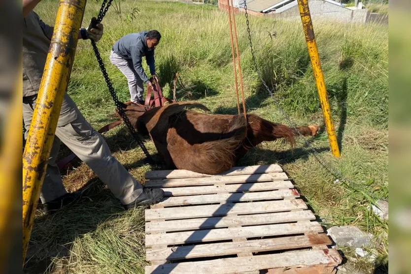  Após o resgate, o cavalo ficou deitado em um terreno baldio, para recuperar as forças 