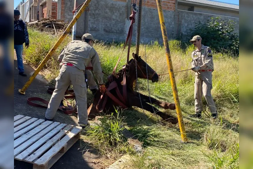  Bombeiros foram acionados na manhã desta segunda-feira para realizar o resgate de um cavalo 