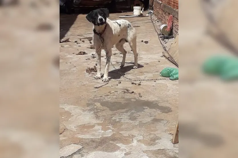  De acordo com Centro Animal, o local era insalubre, tinha muitas fezes e o cachorro não tinha abrigo para chuva 