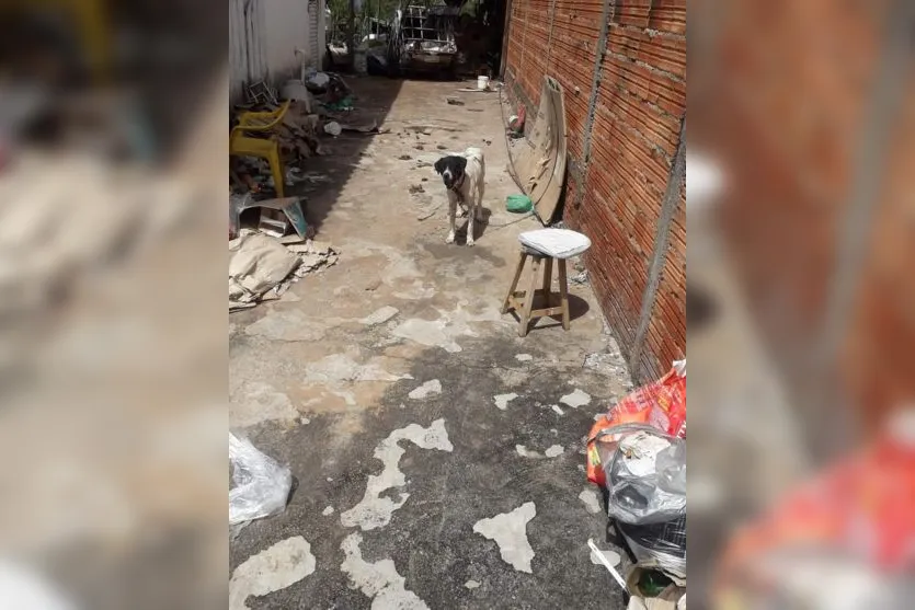  De acordo com Centro Animal, o local era insalubre, tinha muitas fezes e o cachorro não tinha abrigo para chuva 