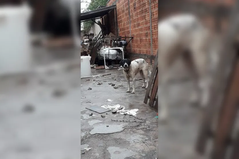 De acordo com Centro Animal, o local era insalubre, tinha muitas fezes e o cachorro não tinha abrigo para chuva 