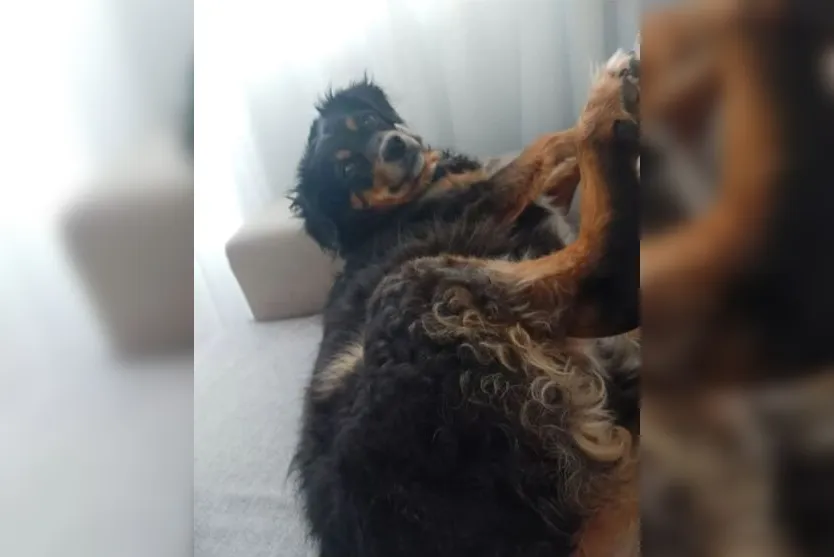  Ele desapareceu neste domingo, 07, no Núcleo Habitacional Afonso Camargo, na Rua Canjarana 