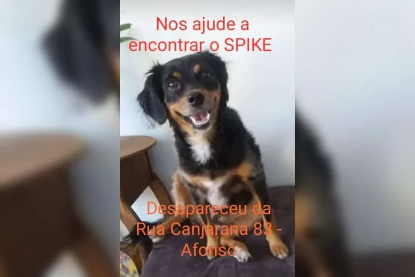  Quem tiver qualquer informação sobre o paradeiro dele, pode entrar em contato com o WhatsApp 43 99615 4000 