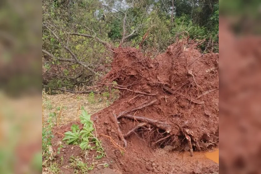 Temporal derruba postes e árvores na zona rural de Borrazópolis