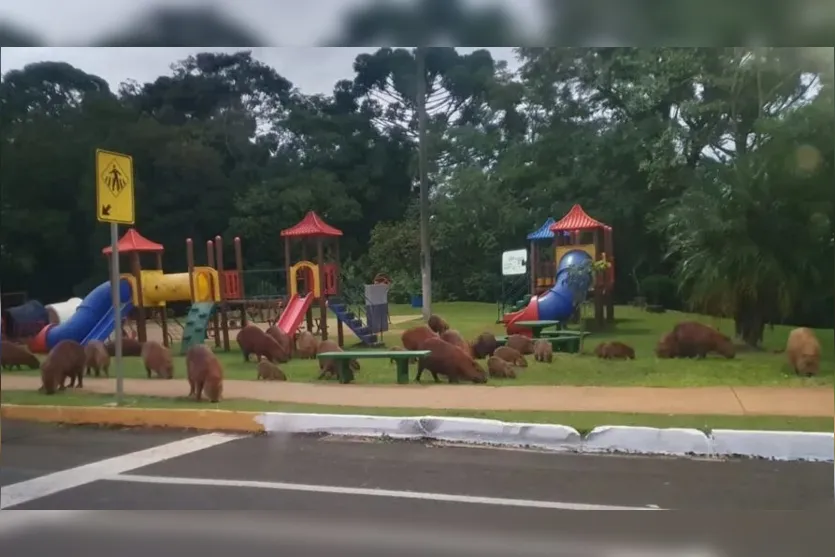  Capivaras foram flagradas em maio de 2022 'curtindo' a tarde em um dos parques do Lago Jaboti 