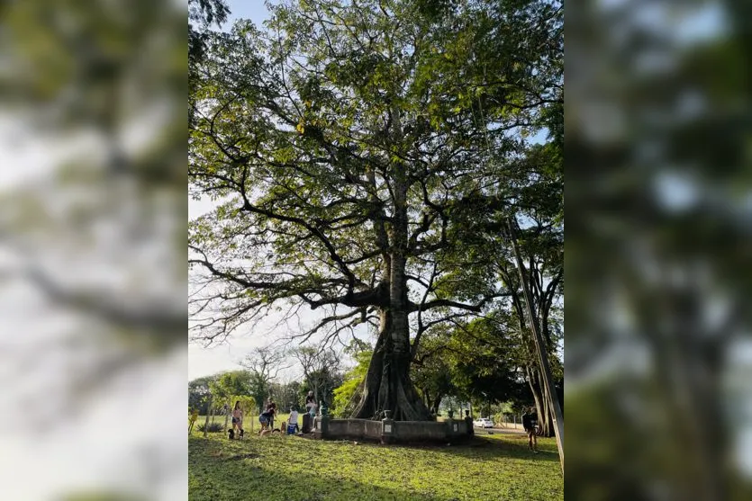 Conheça sete árvores icônicas e históricas de Apucarana e região
