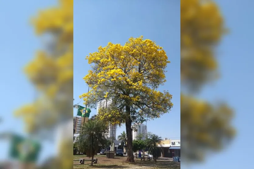  Ipê do Centro Cívico de Apucarana é um dos mais fotografados da cidade 